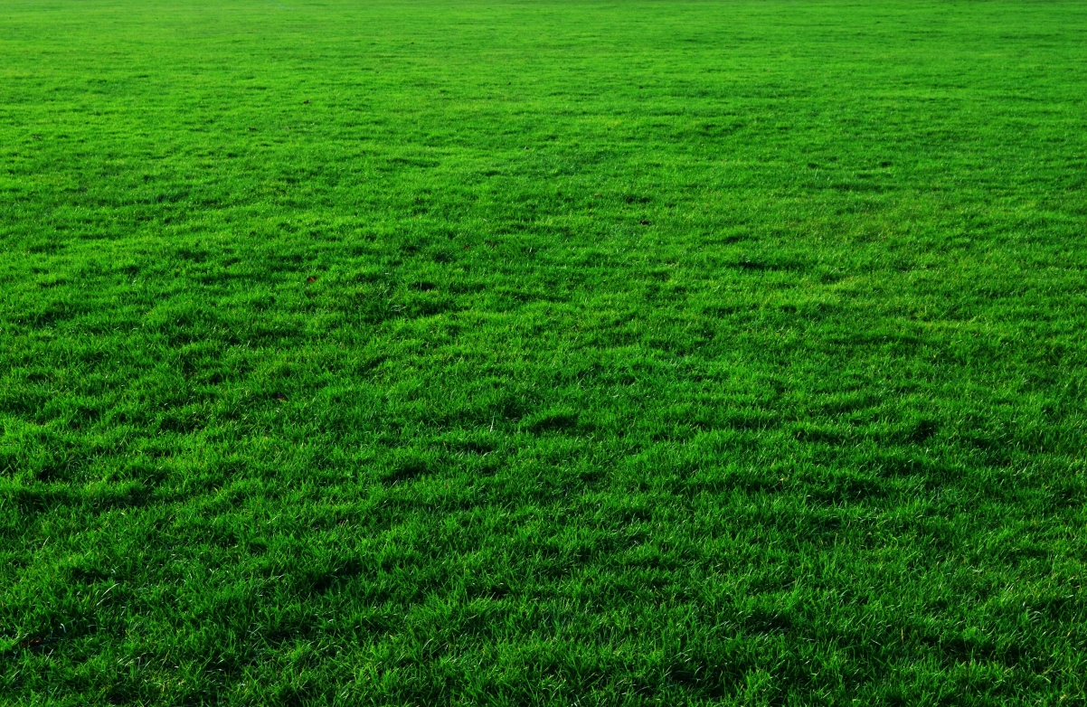 Green grass photography