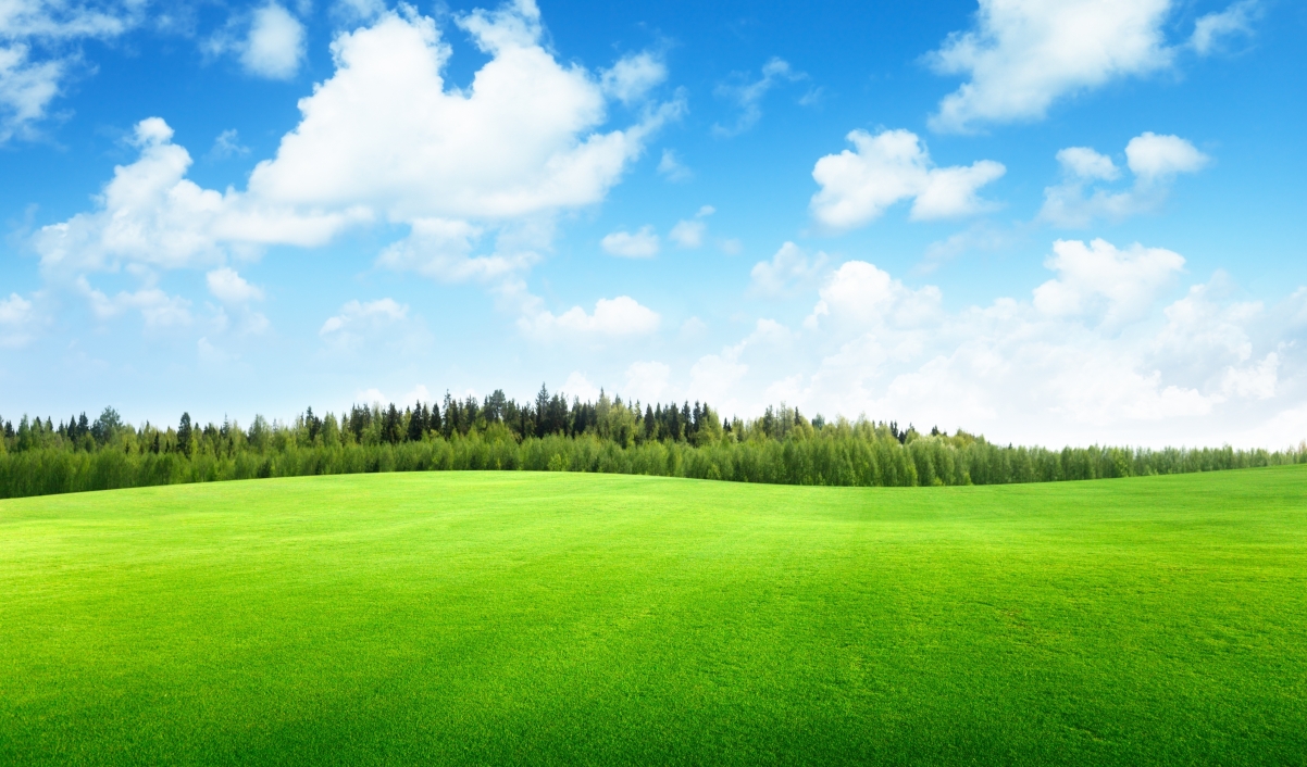 Green grass, sky, clouds, trees, beauty