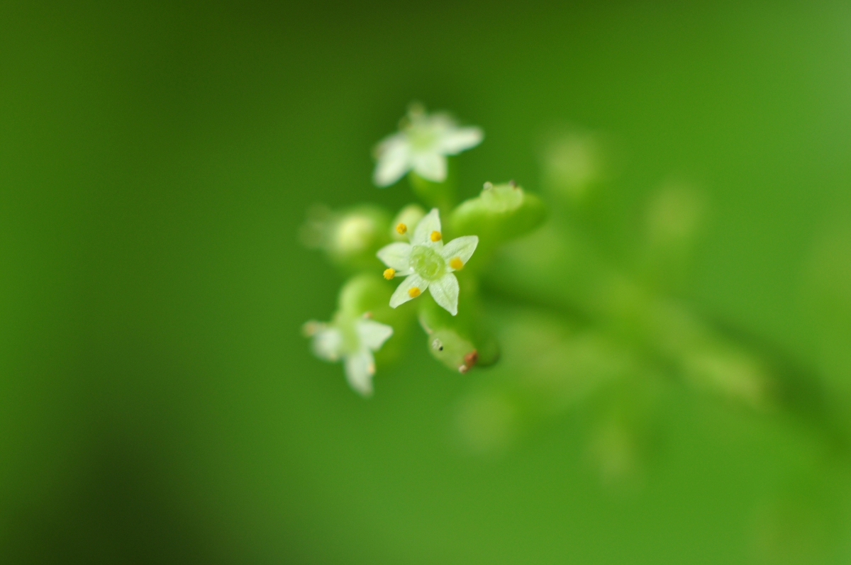 Green background small flowers high-definition eye protection map
