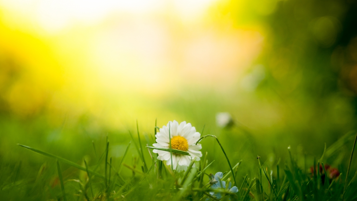 Flower picture on green grass
