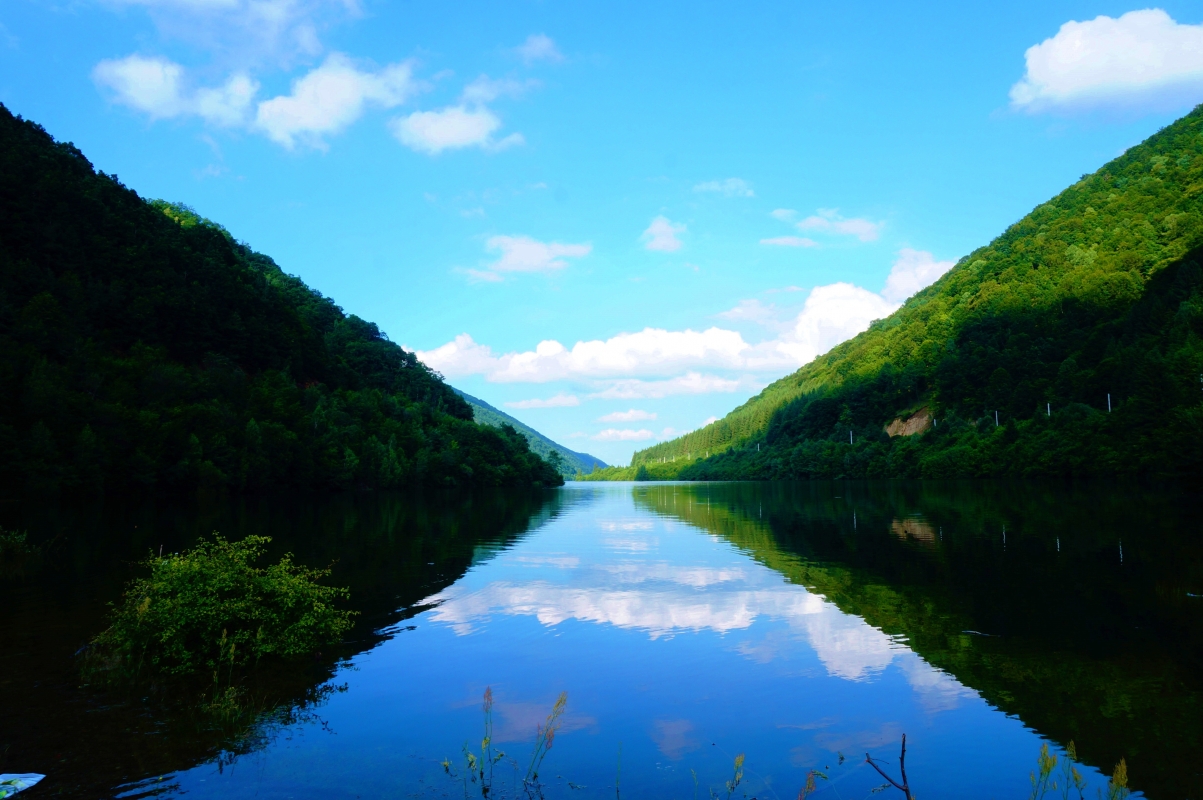 Sibiu Lake Tree, Romania