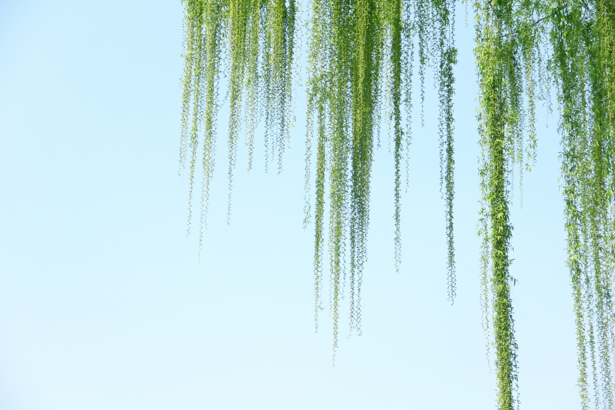 Willow tree 4k landscape picture