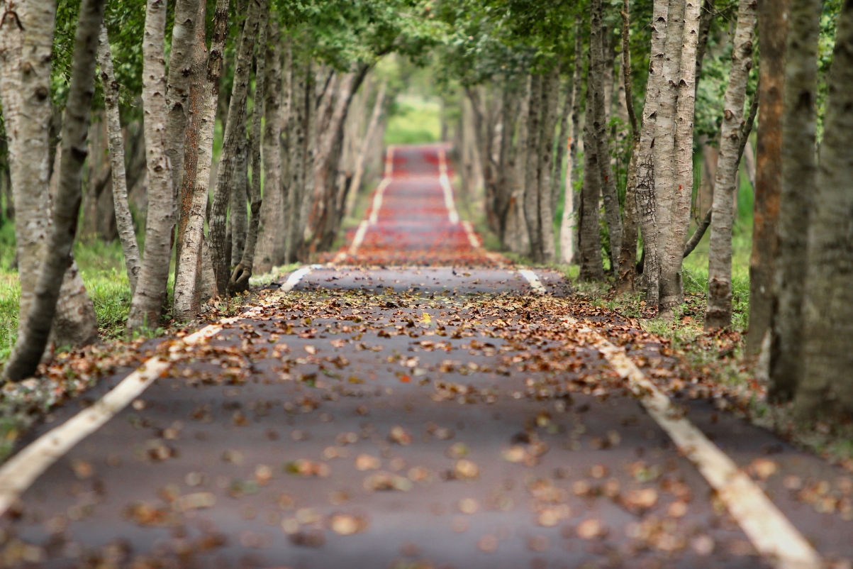 Autumn path in the forest covered with fallen leaves