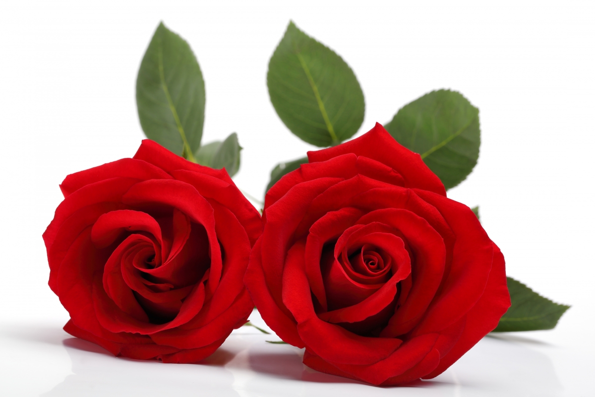 Two red roses 4k hd picture