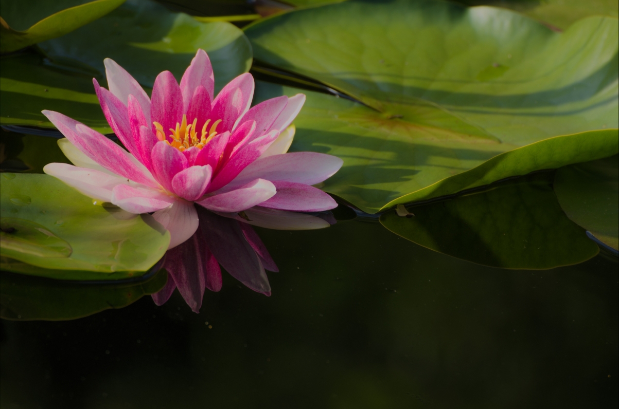 Lotus petals leaf lotus pictures