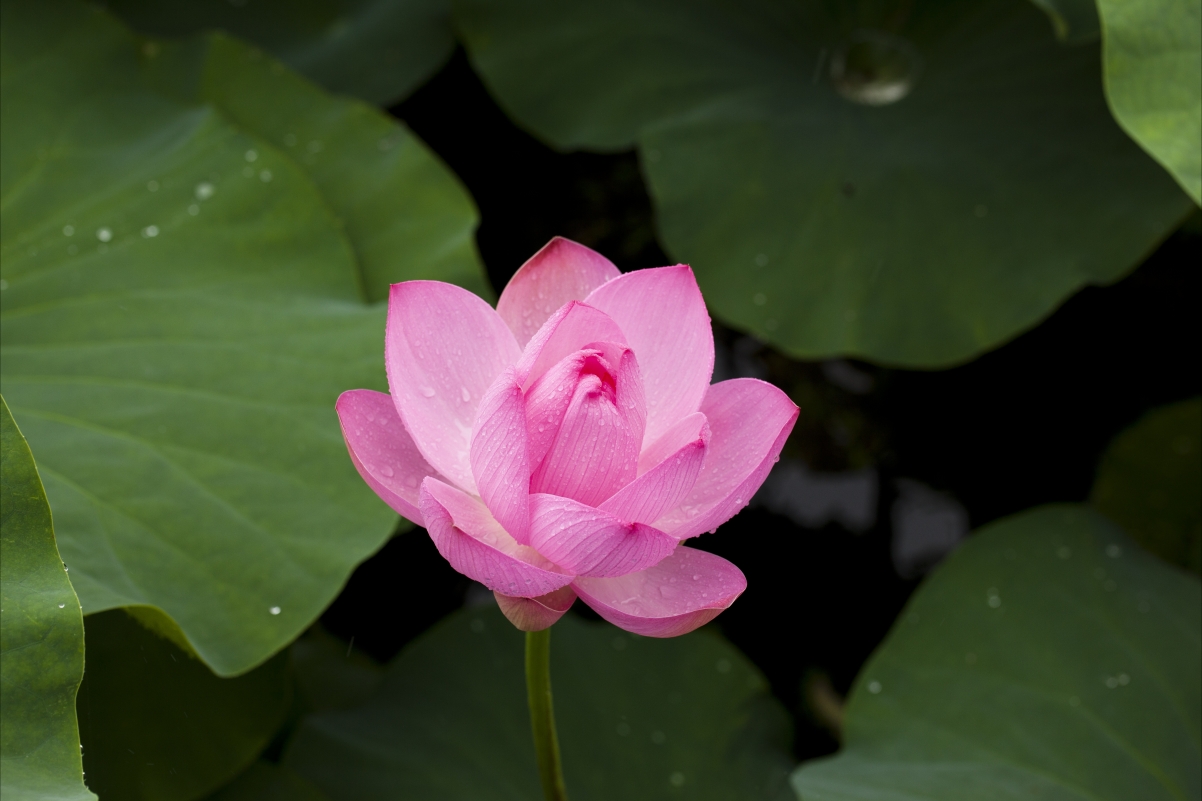 Lotus nature plant flowers