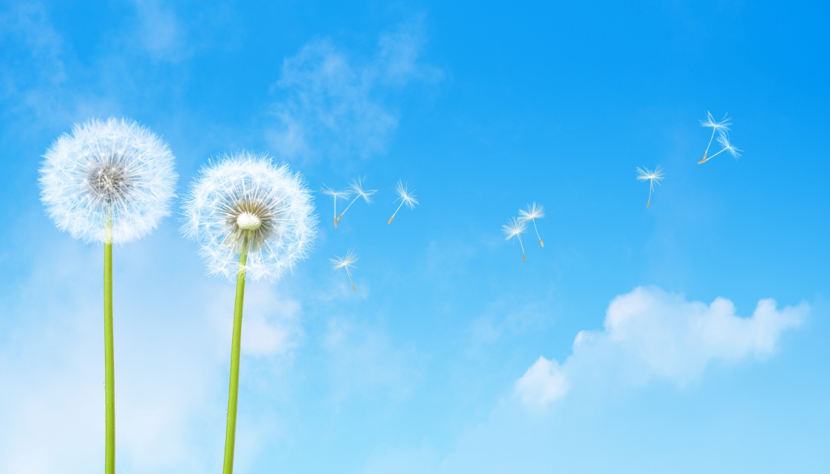 Blue sky dandelion 6k wallpaper
