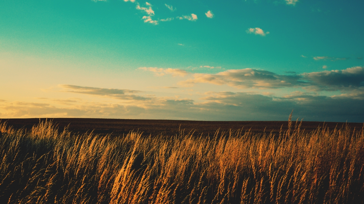 Blue sky wheat field 4K landscape wallpaper