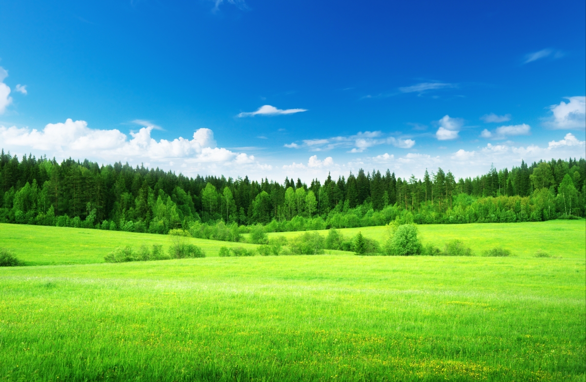 Blue sky and white clouds, grass, green nature