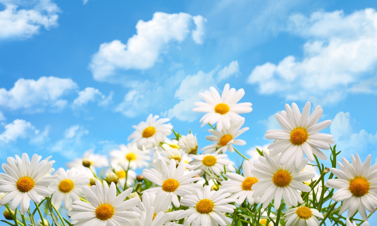 Blue sky, white clouds, flowers, daisies picture