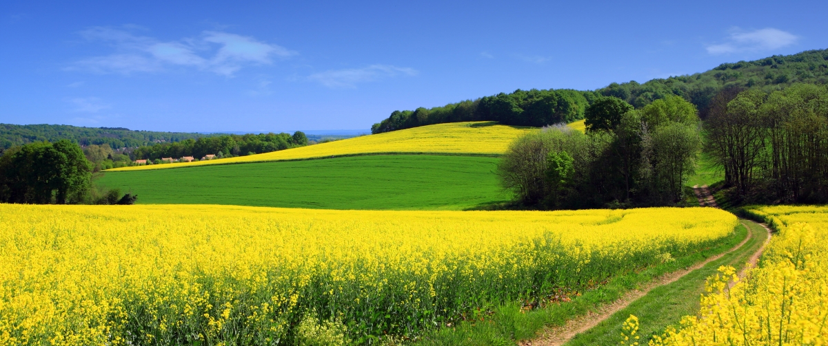 Blue sky farm canola flower tree