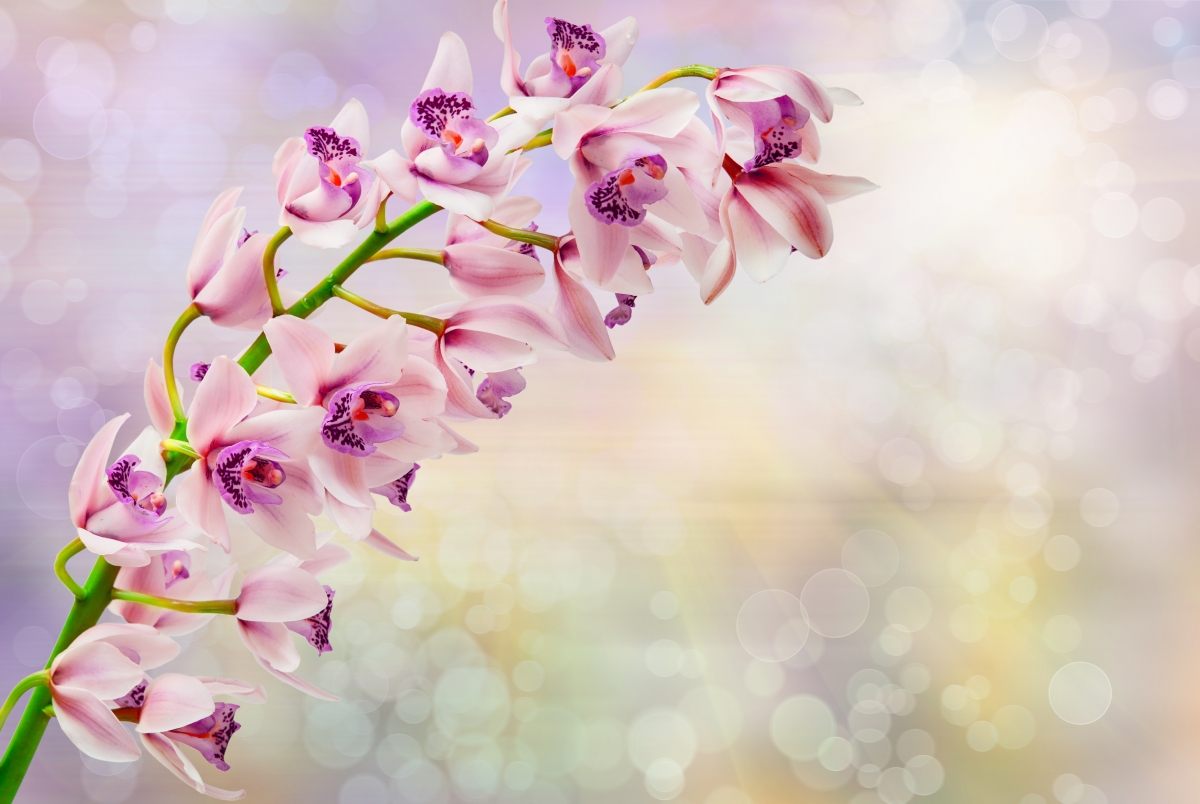 Orchid 4K Wallpaper