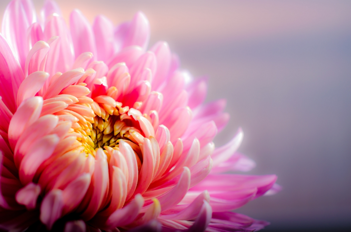 Chrysanthemum 4k picture
