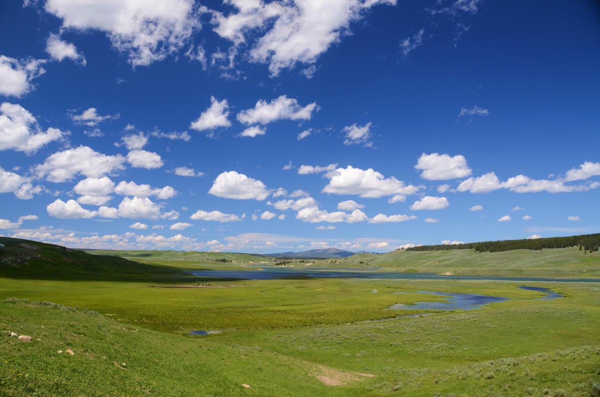 Yellowstone Valley Green Grassland