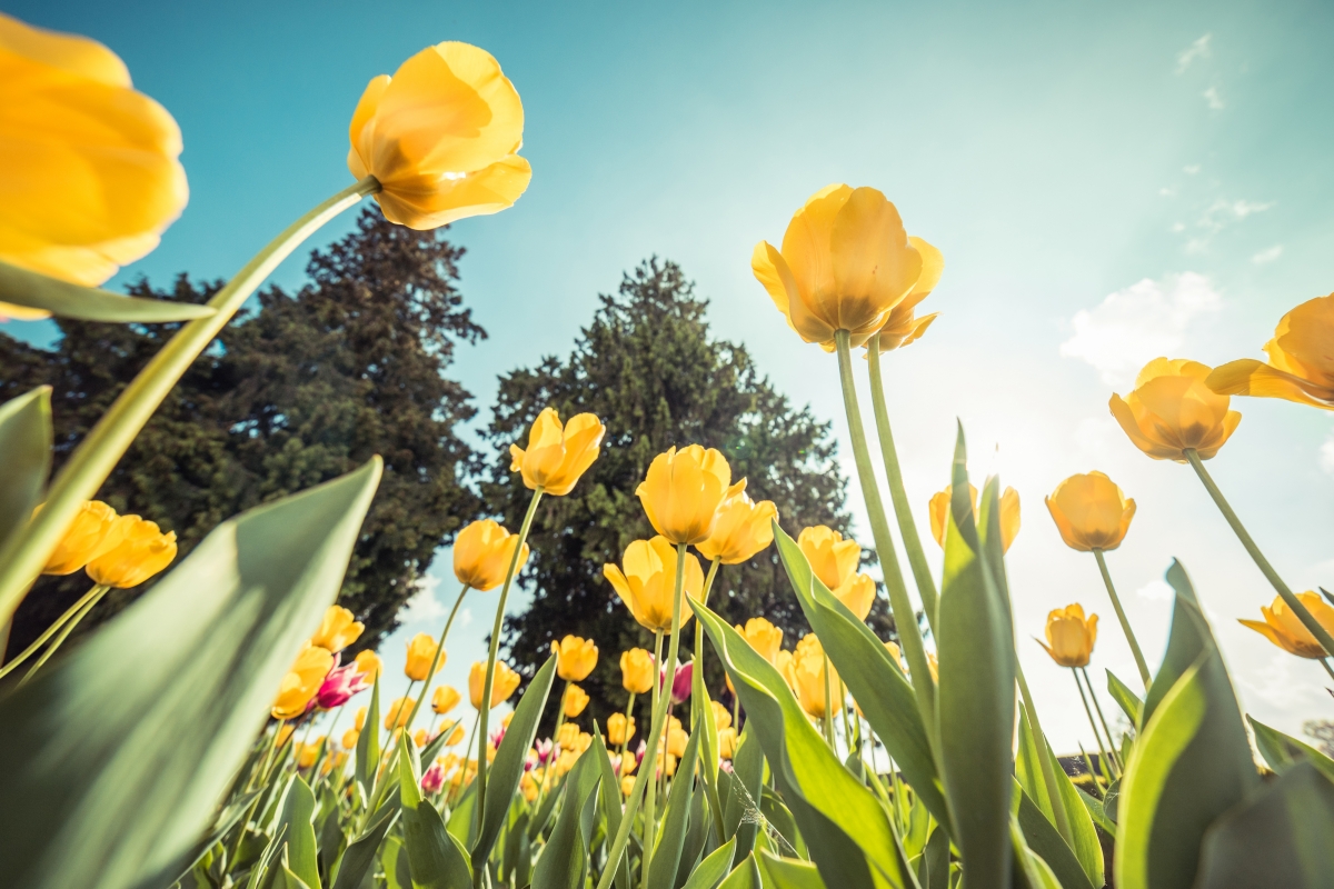 Yellow Tulips 4k HD Wallpaper