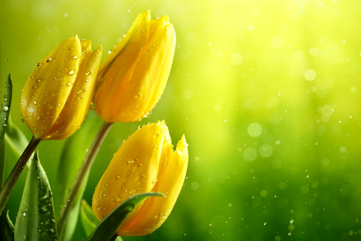 Yellow Tulip Water Drops 5K Wallpaper