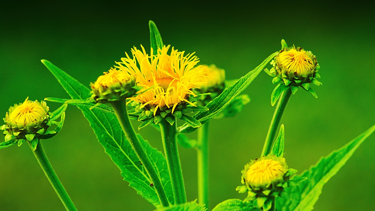 Yellow Flowers Plants 4K Wallpaper