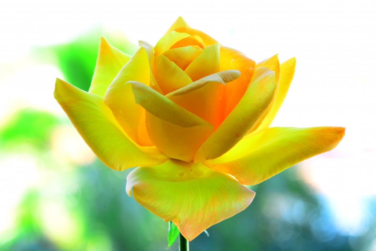 Yellow rose petals 5K wallpaper