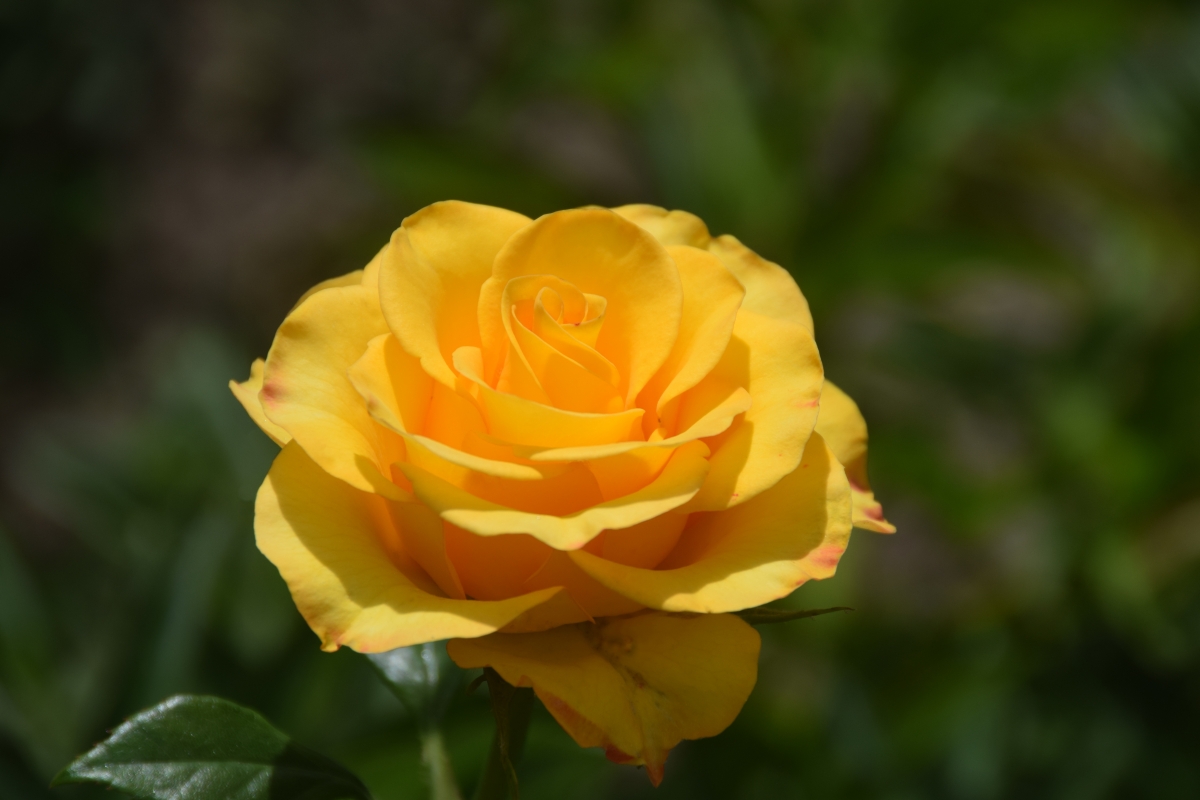 Yellow rose beautiful flowers 6K