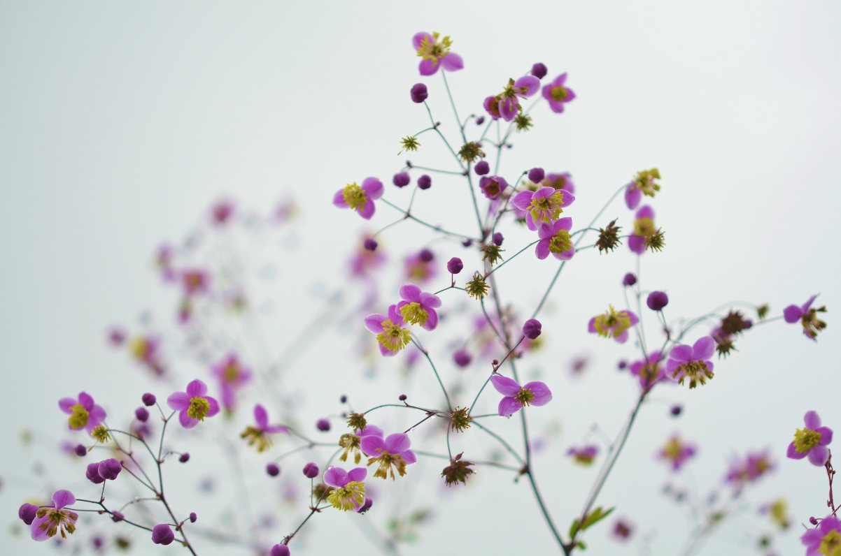 Purple flower with yellow stamen
