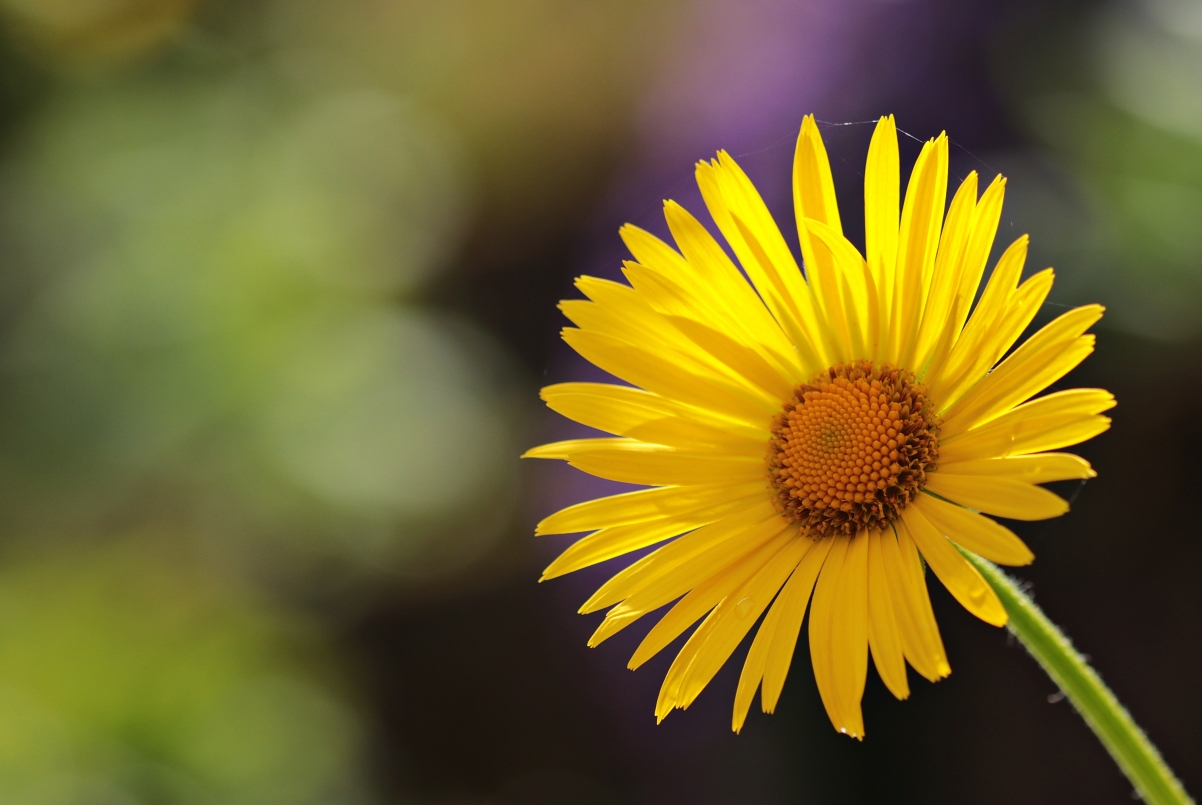 Yellow Daisy Flower 4K Wallpaper