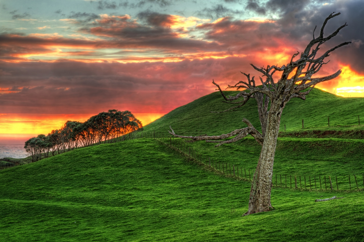 Nature shoot with dead trees on the grass at dusk