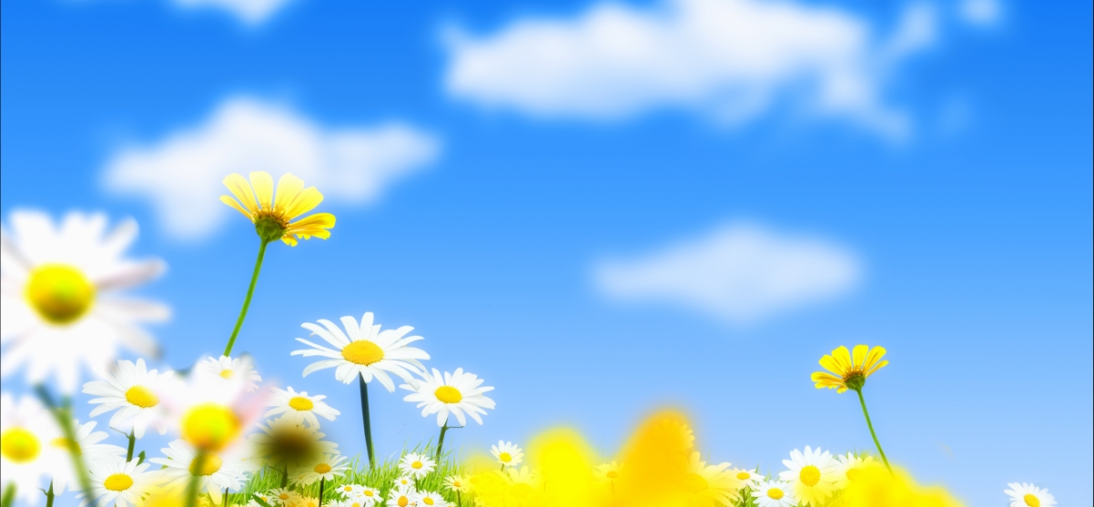 Flower blue sky background 4k picture