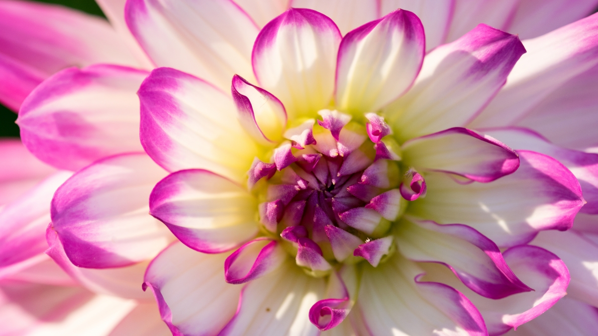 Flowers flowers dahlia 4K HD wall