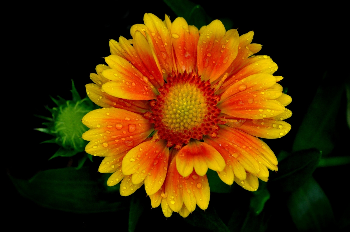 Flower petals 4k wallpaper