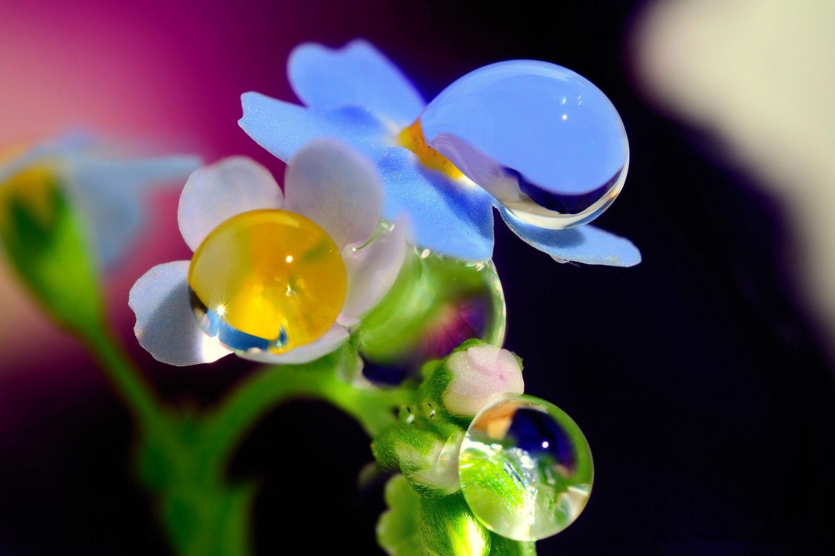 Flowers, dew, HD pictures