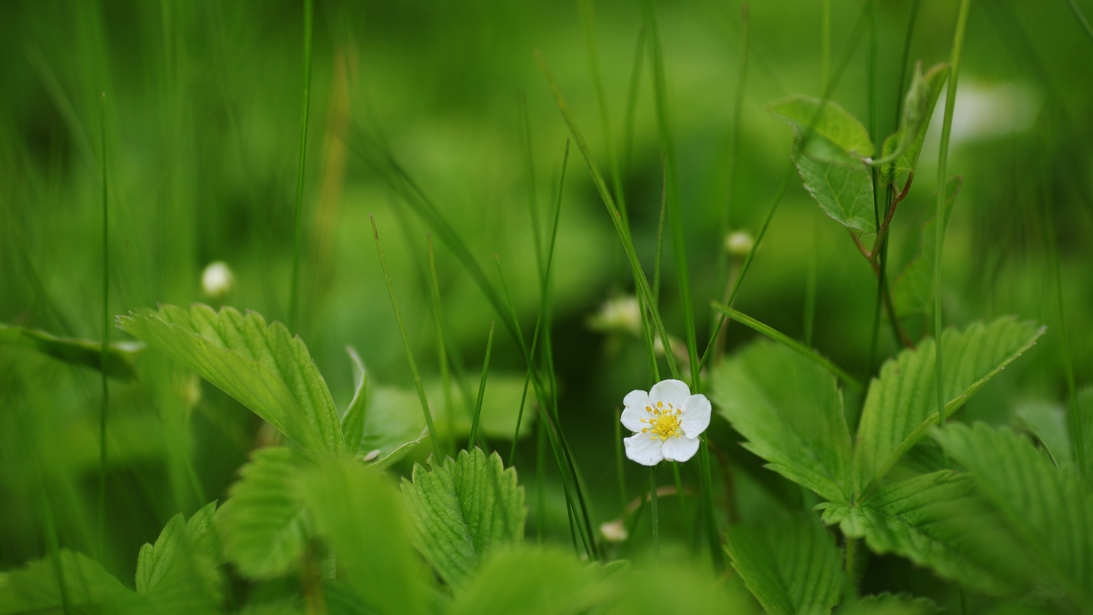 Flower strawberry green grass 4k wallpaper
