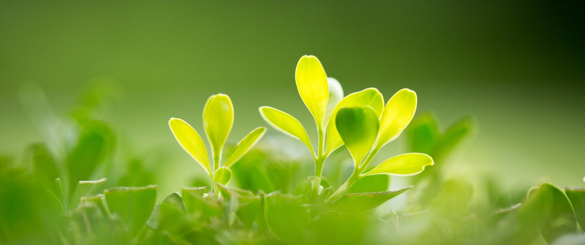 Eye protection green leaves 3440x1440 belt