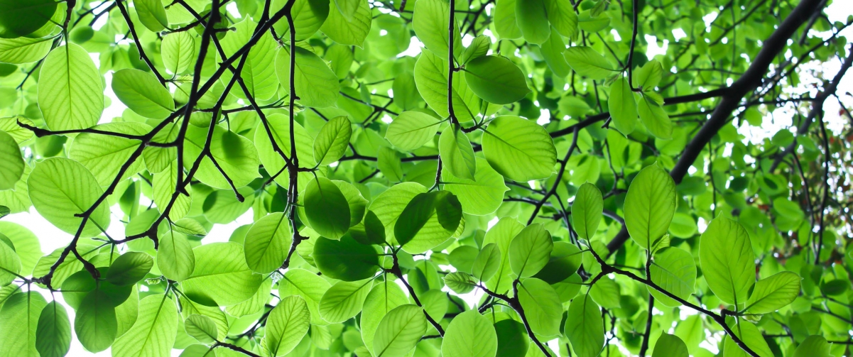 Eye protection green leaves 3440x1440 wall
