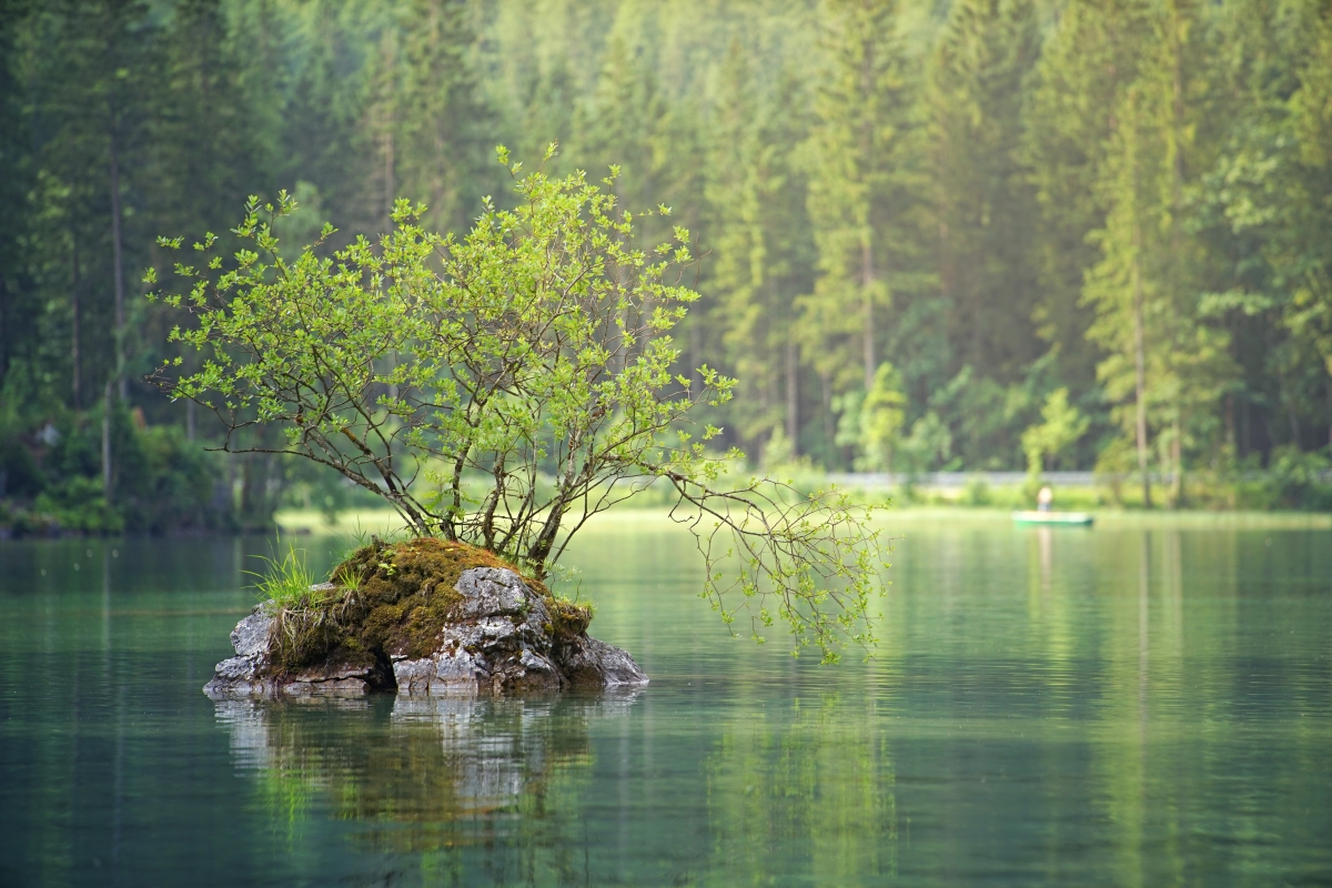 Small tree on the rock in the lake center 6k landscape wall