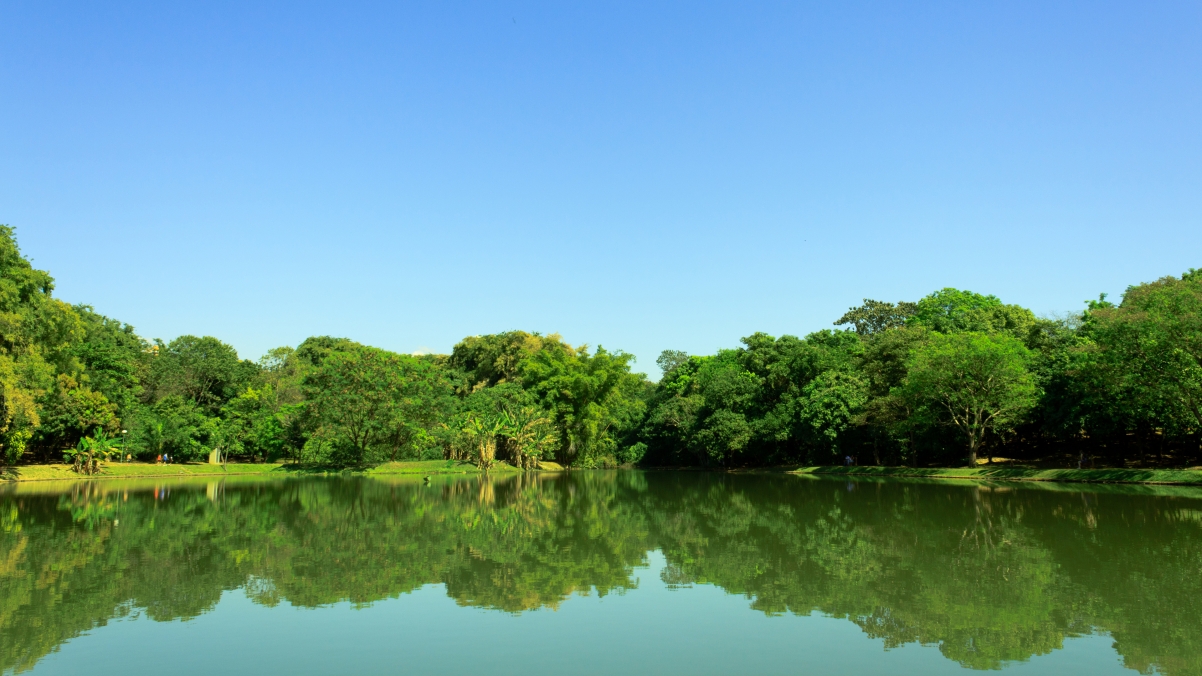 Lake Park Trees Sky 4K Wind
