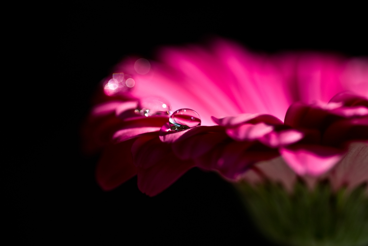 Red Purple Gerbera Water Drops 4k Wallpaper