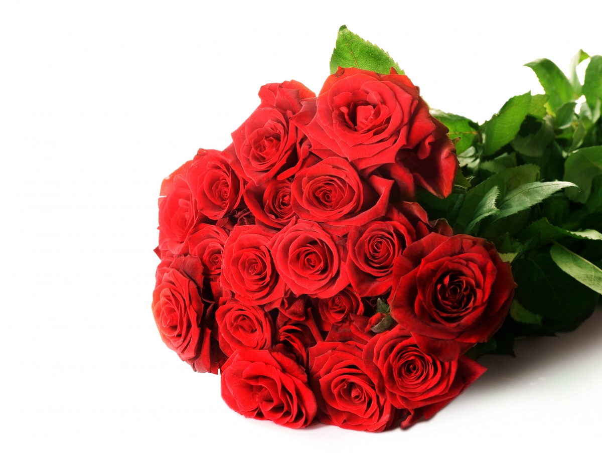Red rose photo 5K HD picture