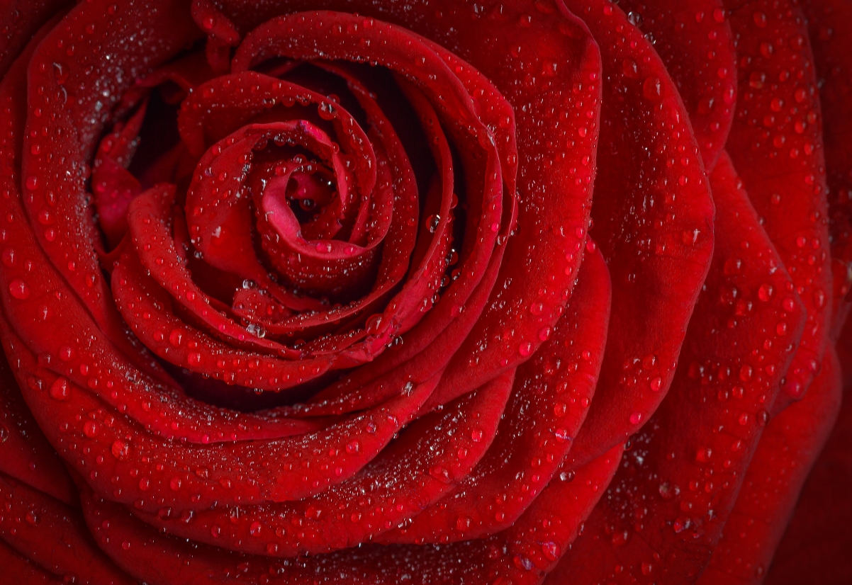 Red rose petals 4k hd pictures