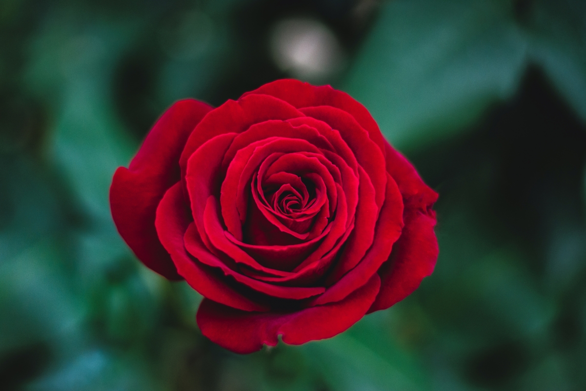 Red rose flower 4K wallpaper