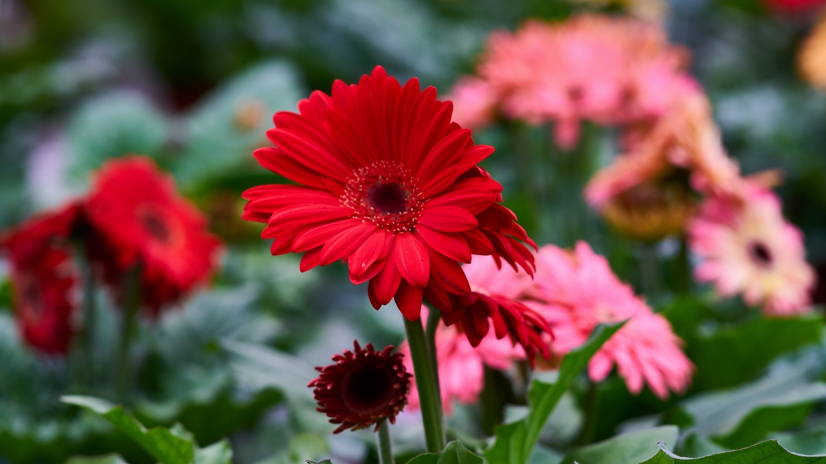 Red gerbera flower 4k wallpaper
