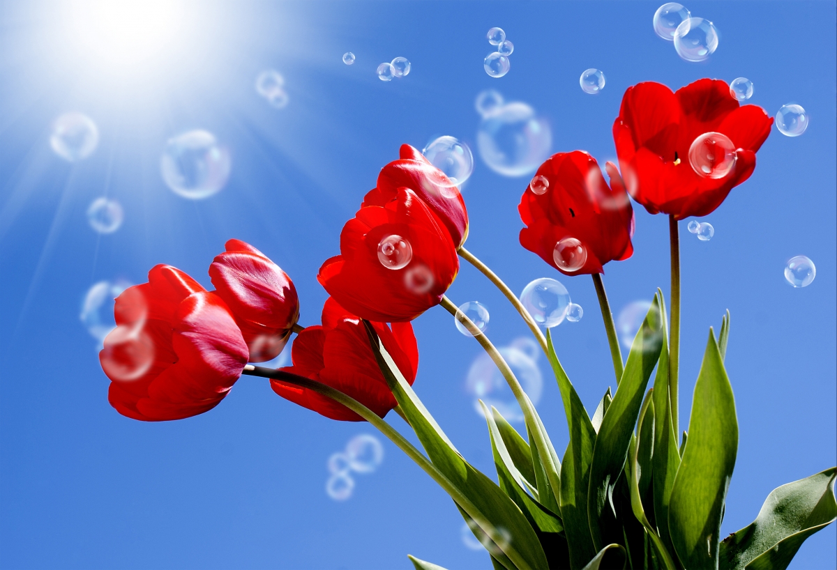 Red Tulip Sky 4K Wall