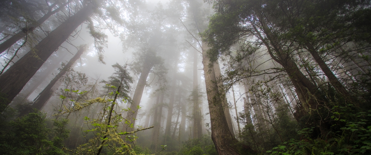 Redwood Landscape 3440x1440 Wallpaper