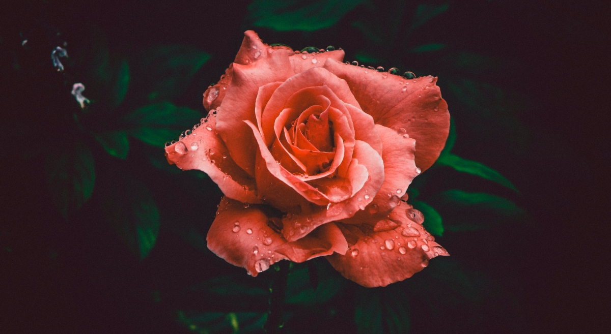 Red rose close-up photography 4k picture