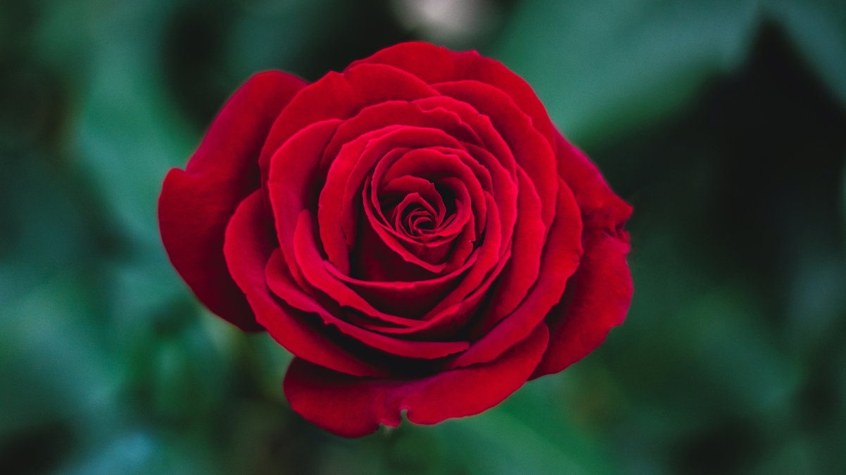 Red Rose 4K HD Wallpaper