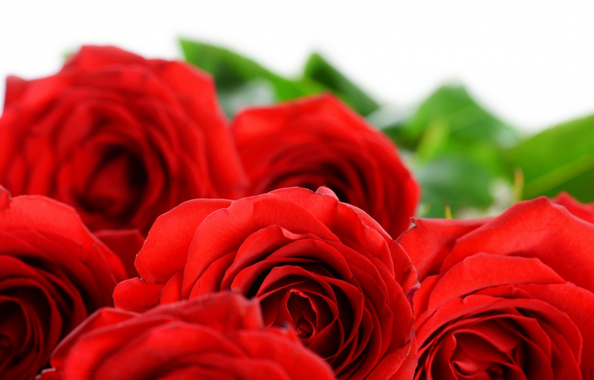 Red rose, petals, HD pictures
