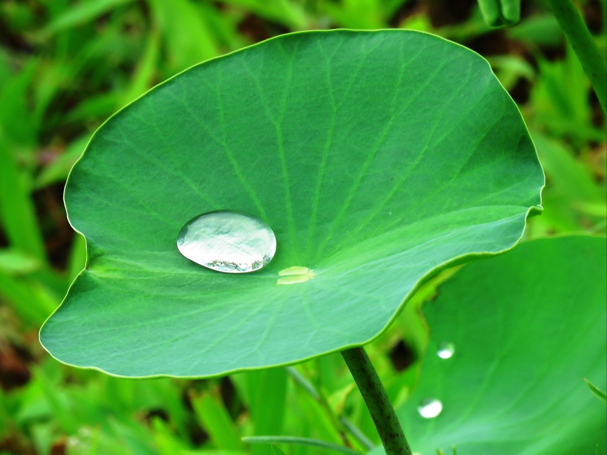 Lotus leaf drop of water lotus green leaf