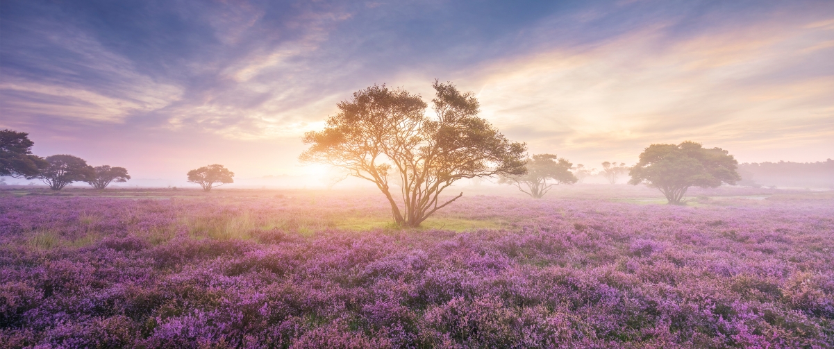 Heather in bloom in the Netherlands 3440x144