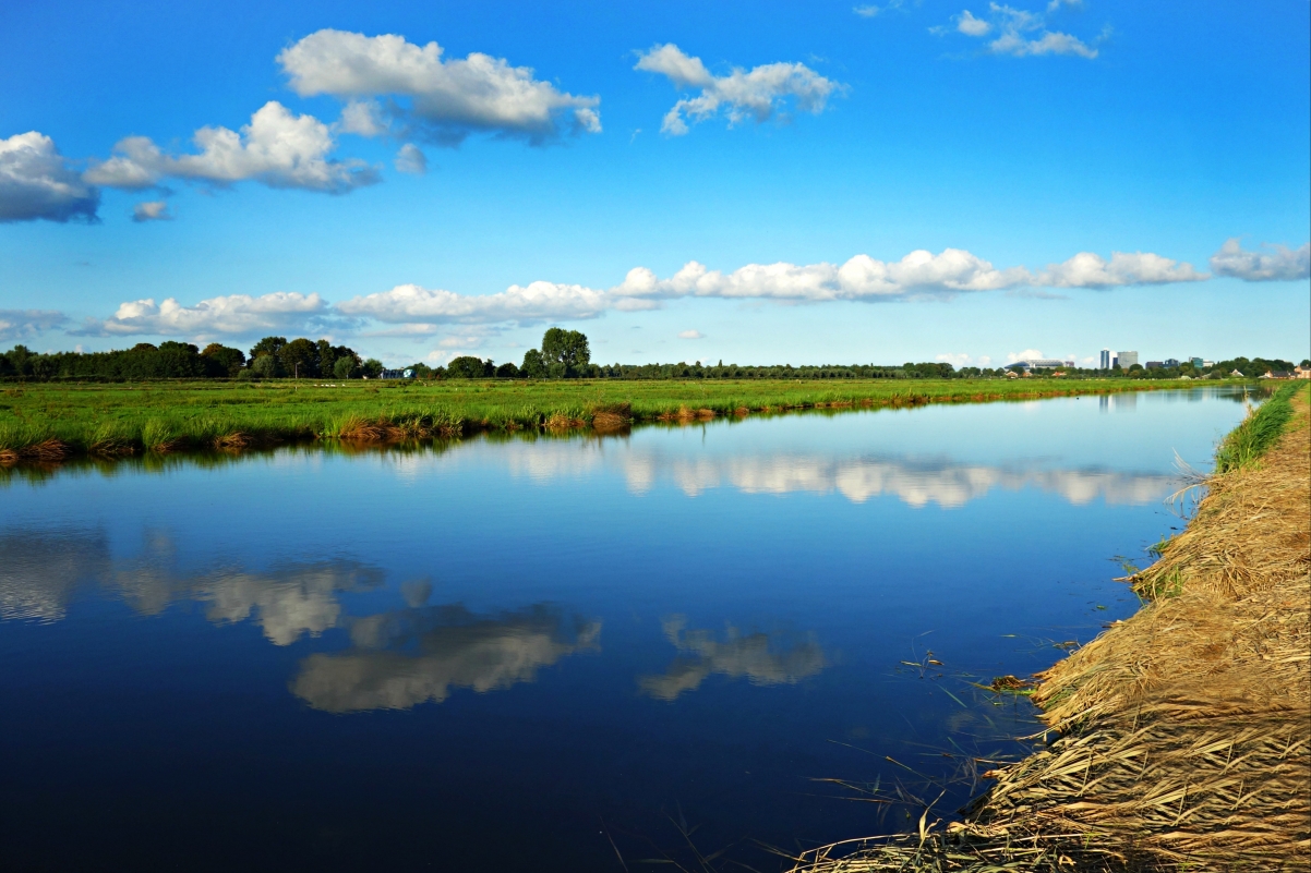 Dutch landscape polder meadow 4k wind