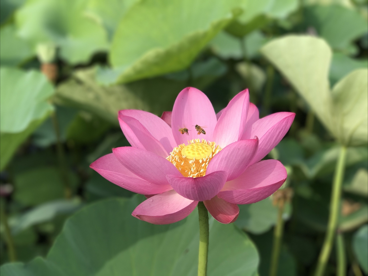 Lotus photography beautiful pictures 4K wallpaper