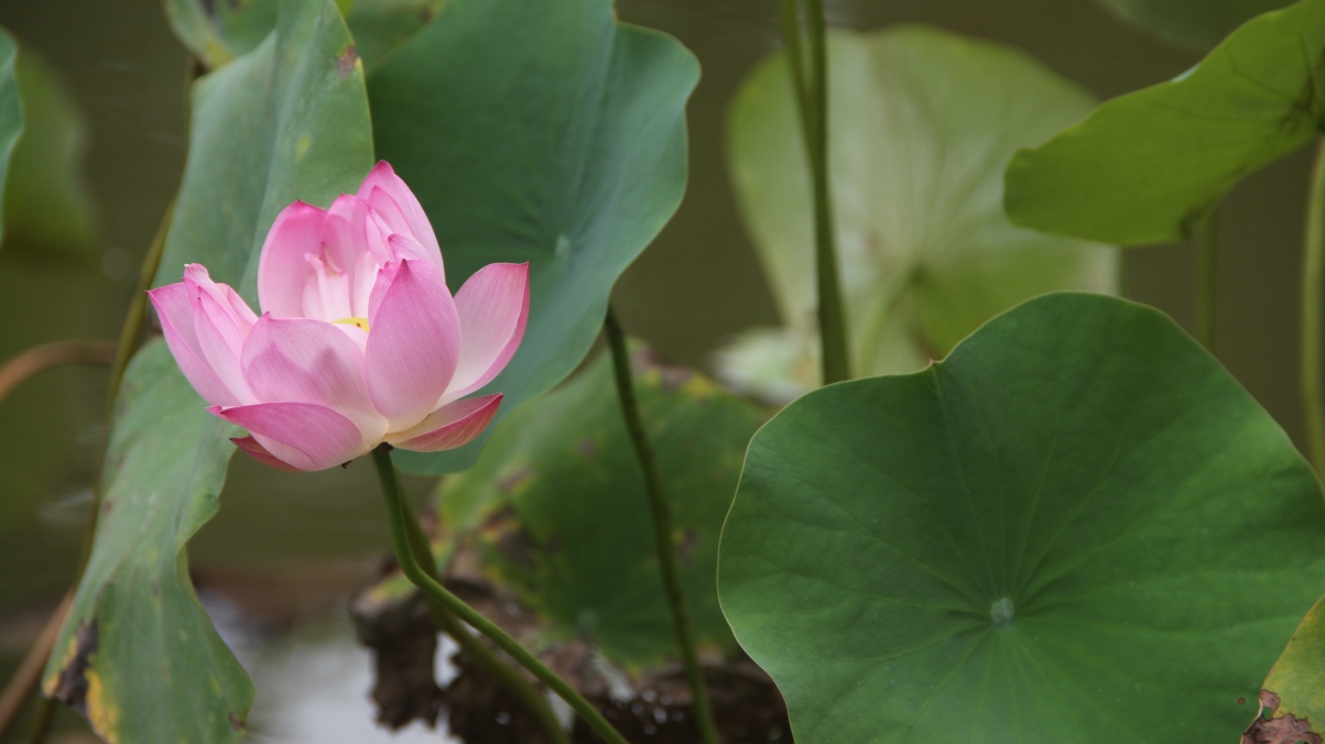 Lotus Natural Leisure Pond 5K